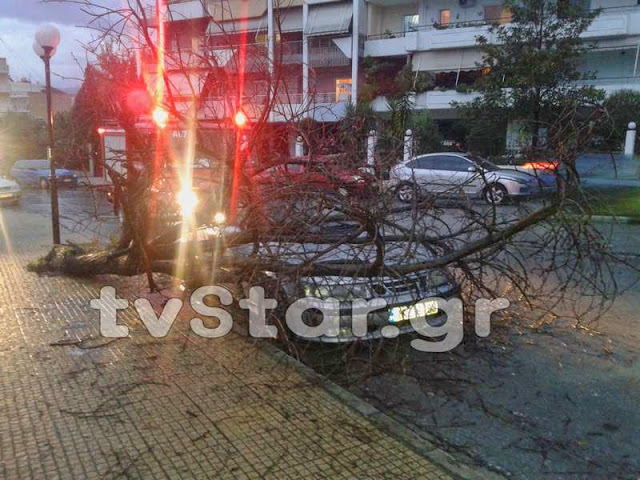 Δείτε φωτογραφίες από τη πτώση του δέντρου πάνω σε αυτοκίνητο στη Λαμία [photos] - Φωτογραφία 2