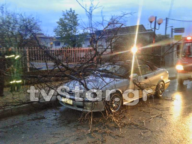Δείτε φωτογραφίες από τη πτώση του δέντρου πάνω σε αυτοκίνητο στη Λαμία [photos] - Φωτογραφία 3