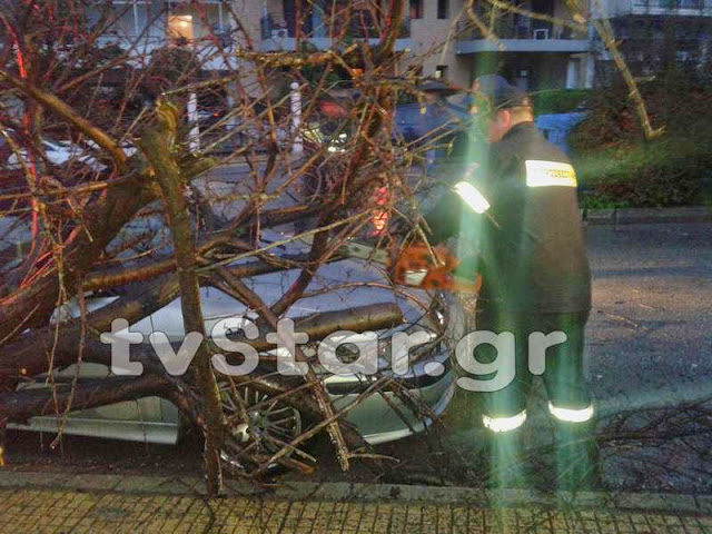 Δείτε φωτογραφίες από τη πτώση του δέντρου πάνω σε αυτοκίνητο στη Λαμία [photos] - Φωτογραφία 5
