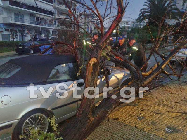Δείτε φωτογραφίες από τη πτώση του δέντρου πάνω σε αυτοκίνητο στη Λαμία [photos] - Φωτογραφία 6