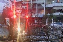 Δείτε φωτογραφίες από τη πτώση του δέντρου πάνω σε αυτοκίνητο στη Λαμία [photos]