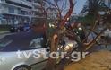 Δείτε φωτογραφίες από τη πτώση του δέντρου πάνω σε αυτοκίνητο στη Λαμία [photos] - Φωτογραφία 6
