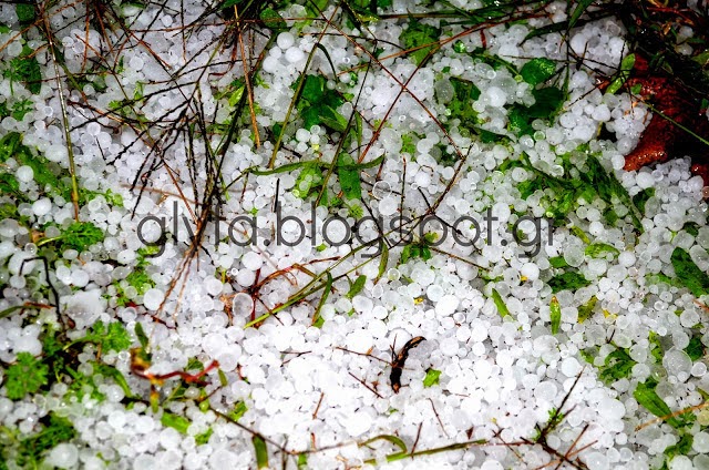 Το χαλάζι τσάκισε τις ελιές στην ανατολική Φθιώτιδα - Δείτε φωτογραφίες - Φωτογραφία 4