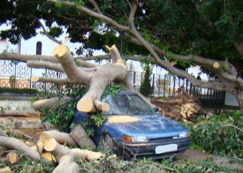 Δέντρο που βρίσκεται δίπλα από σχολείο και εκκλησία (!) ξεριζώθηκε και έπεσε πάνω σε αυτοκίνητο στη Ρόδο [photos] - Φωτογραφία 1