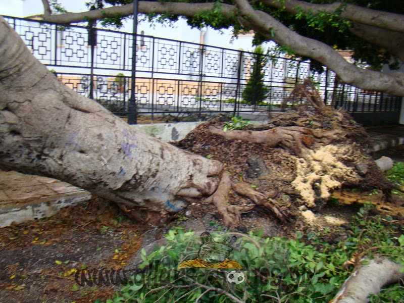 Δέντρο που βρίσκεται δίπλα από σχολείο και εκκλησία (!) ξεριζώθηκε και έπεσε πάνω σε αυτοκίνητο στη Ρόδο [photos] - Φωτογραφία 2