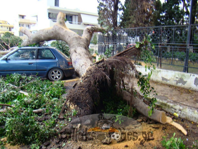 Δέντρο που βρίσκεται δίπλα από σχολείο και εκκλησία (!) ξεριζώθηκε και έπεσε πάνω σε αυτοκίνητο στη Ρόδο [photos] - Φωτογραφία 3
