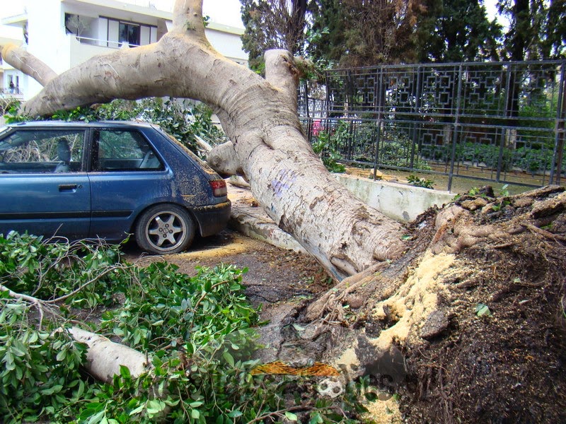 Δέντρο που βρίσκεται δίπλα από σχολείο και εκκλησία (!) ξεριζώθηκε και έπεσε πάνω σε αυτοκίνητο στη Ρόδο [photos] - Φωτογραφία 4