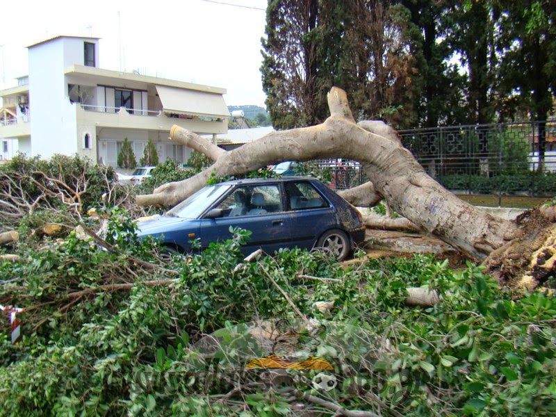 Δέντρο που βρίσκεται δίπλα από σχολείο και εκκλησία (!) ξεριζώθηκε και έπεσε πάνω σε αυτοκίνητο στη Ρόδο [photos] - Φωτογραφία 5