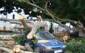 Δέντρο που βρίσκεται δίπλα από σχολείο και εκκλησία (!) ξεριζώθηκε και έπεσε πάνω σε αυτοκίνητο στη Ρόδο [photos]
