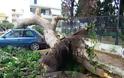 Δέντρο που βρίσκεται δίπλα από σχολείο και εκκλησία (!) ξεριζώθηκε και έπεσε πάνω σε αυτοκίνητο στη Ρόδο [photos] - Φωτογραφία 3