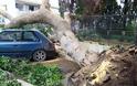 Δέντρο που βρίσκεται δίπλα από σχολείο και εκκλησία (!) ξεριζώθηκε και έπεσε πάνω σε αυτοκίνητο στη Ρόδο [photos] - Φωτογραφία 4
