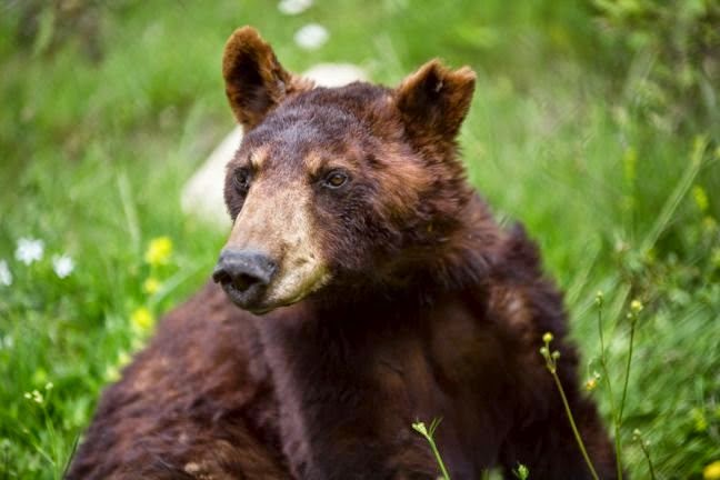 «Έφυγε» ο Γιώργος, η αμερικάνικη αρκούδα του «Αρκτούρου» - Φωτογραφία 1