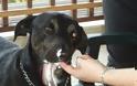 Γιόρτασε τον πρώτο χρόνο υιοθεσίας του, πρώην αδέσποτο σκυλάκι του Ηρακλείου - Φωτογραφία 1