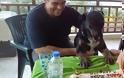 Γιόρτασε τον πρώτο χρόνο υιοθεσίας του, πρώην αδέσποτο σκυλάκι του Ηρακλείου - Φωτογραφία 2