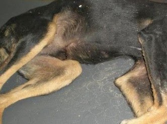 Ρόδος: Ποινική δίωξη στον 74χρονο που πολτοποίησε το κεφάλι σκυλιού - Φωτογραφία 1