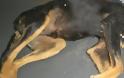 Ρόδος: Ποινική δίωξη στον 74χρονο που πολτοποίησε το κεφάλι σκυλιού - Φωτογραφία 2