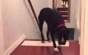 Αυτός είναι ο ΠΙΟ ΦΟΒΙΤΣΙΑΡΗΣ σκύλος, που έχετε δει ποτέ! [video]