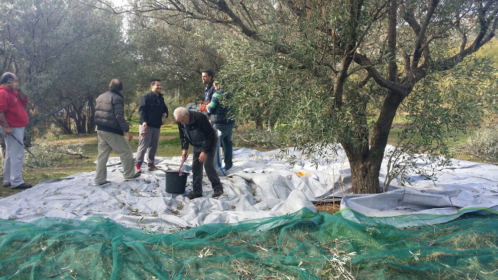 Κίνηση ΑΝΘΡΩΠΙΑΣ από τον Δήμο Γλυφάδας! Μαζεύει ελιές για να δώσει λάδι σε άπορες οικογένειες! - Φωτογραφία 2