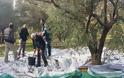 Κίνηση ΑΝΘΡΩΠΙΑΣ από τον Δήμο Γλυφάδας! Μαζεύει ελιές για να δώσει λάδι σε άπορες οικογένειες!