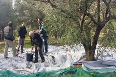 Κίνηση ΑΝΘΡΩΠΙΑΣ από τον Δήμο Γλυφάδας! Μαζεύει ελιές για να δώσει λάδι σε άπορες οικογένειες!