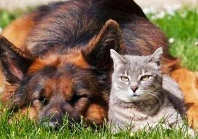Γάτος vs Σκύλος: Η αιώνια μάχη [video] - Φωτογραφία 1