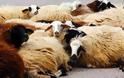 ΤΡΟΜΟΣ για τους κατοίκους της Θράκης! Σε καραντίνα οι κτηνοτρόφοι για νέο ΚΡΟΥΣΜΑ...[photo]