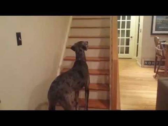 ΞΕΚΑΡΔΙΣΤΙΚΟ βίντεο: Σκύλος βλέπει φάντασμα για πρώτη φορά και κάνει σαν τρελός [video] - Φωτογραφία 1