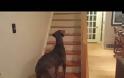 ΞΕΚΑΡΔΙΣΤΙΚΟ βίντεο: Σκύλος βλέπει φάντασμα για πρώτη φορά και κάνει σαν τρελός [video]