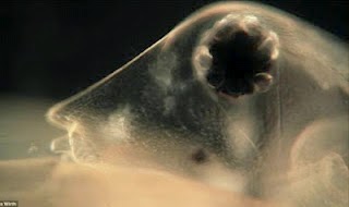 Αυτά τα τέρατα είναι μέσα στο νερό που πίνουμε-Σοκάρουν οι φωτογραφίες από μικροσκόπιο - Φωτογραφία 1