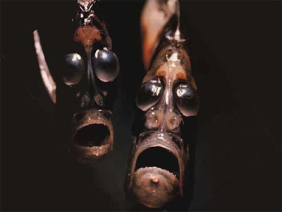 Τα πιο παράξενα πλάσματα που έχουν βρεθεί στην θάλασσα σε ανατριχιαστικές φωτογραφίες! - Φωτογραφία 18