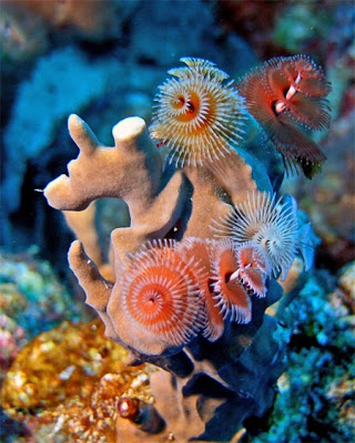 Τα πιο παράξενα πλάσματα που έχουν βρεθεί στην θάλασσα σε ανατριχιαστικές φωτογραφίες! - Φωτογραφία 2