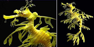 Τα πιο παράξενα πλάσματα που έχουν βρεθεί στην θάλασσα σε ανατριχιαστικές φωτογραφίες! - Φωτογραφία 20