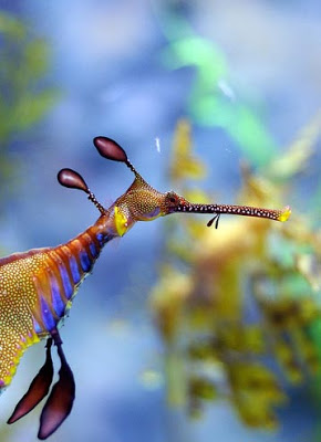 Τα πιο παράξενα πλάσματα που έχουν βρεθεί στην θάλασσα σε ανατριχιαστικές φωτογραφίες! - Φωτογραφία 24