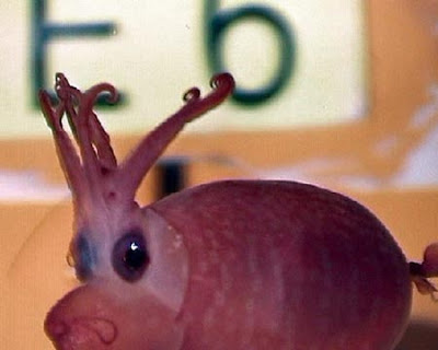 Τα πιο παράξενα πλάσματα που έχουν βρεθεί στην θάλασσα σε ανατριχιαστικές φωτογραφίες! - Φωτογραφία 26