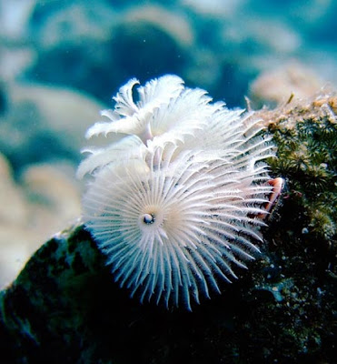 Τα πιο παράξενα πλάσματα που έχουν βρεθεί στην θάλασσα σε ανατριχιαστικές φωτογραφίες! - Φωτογραφία 3