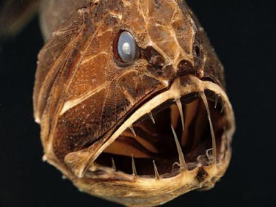 Τα πιο παράξενα πλάσματα που έχουν βρεθεί στην θάλασσα σε ανατριχιαστικές φωτογραφίες! - Φωτογραφία 6
