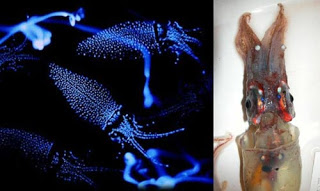 Τα πιο παράξενα πλάσματα που έχουν βρεθεί στην θάλασσα σε ανατριχιαστικές φωτογραφίες! - Φωτογραφία 9