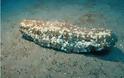 Τα πιο παράξενα πλάσματα που έχουν βρεθεί στην θάλασσα σε ανατριχιαστικές φωτογραφίες! - Φωτογραφία 13