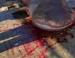 Τα σαγόνια ενός καρχαρία τριών μέτρων είδε ψαράς από την Αργολίδα... [photos] - Φωτογραφία 1