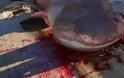 Τα σαγόνια ενός καρχαρία τριών μέτρων είδε ψαράς από την Αργολίδα... [photos]
