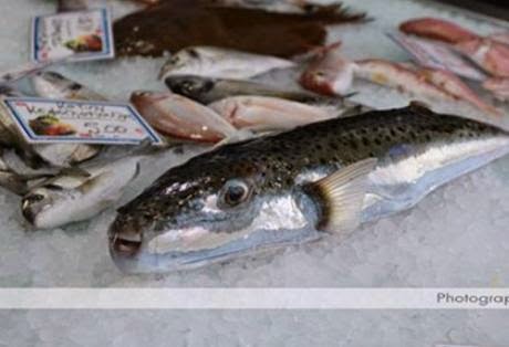 Ηλεία: Το συγκεκριμένο ψάρι δεν ήταν προς πώληση - Η φωτογραφία που κάνει το γύρο του διαδικτύου! - Φωτογραφία 1