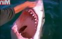 ΒΙΝΤΕΟ-ΣΟΚ: Ψαράς χαϊδεύει λευκό καρχαρία σαν να ήταν… κατοικίδιο [video]