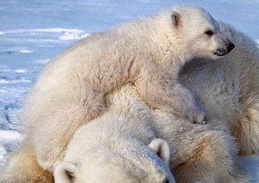 Mεγάλη μείωση του πληθυσμού πολικών αρκούδων - Φωτογραφία 1