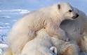 Mεγάλη μείωση του πληθυσμού πολικών αρκούδων