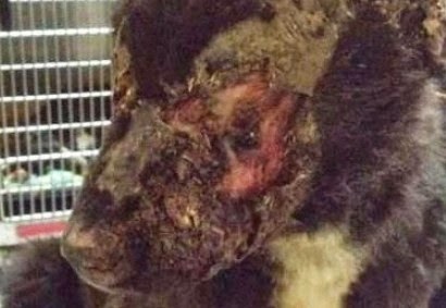 Ξανθιώτης τύφλωσε σκύλο με οξύ στα μάτια! - Φωτογραφία 1