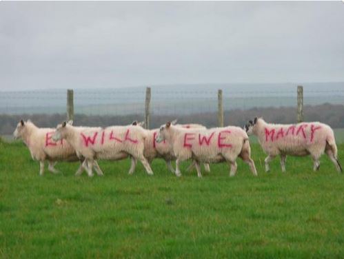 Αυτή είναι η πιο ΤΡΑΓΙΚΗ πρόταση γάμου που έχει γίνει ποτέ - Δείτε τι έκανε στα κακόμοιρα τα πρόβατα [photo] - Φωτογραφία 2