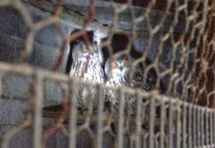 Βρήκαν περισσότερα από 200 άγρια πουλιά αιχμάλωτα σε σπίτι στην Παιανία - Φωτογραφία 1