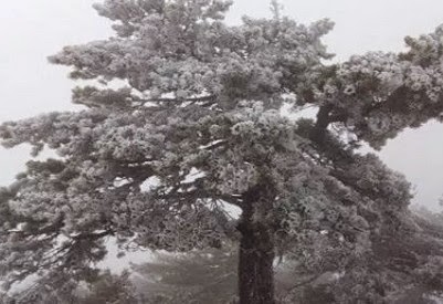 Έπεσαν τα πρώτα χιόνια στην Αρκαδία! [photos] - Φωτογραφία 1