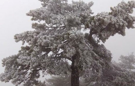 Έπεσαν τα πρώτα χιόνια στην Αρκαδία! [photos] - Φωτογραφία 2