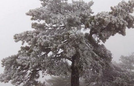 Έπεσαν τα πρώτα χιόνια στην Αρκαδία! [photos] - Φωτογραφία 4